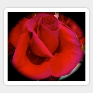 Red Rose Sticker